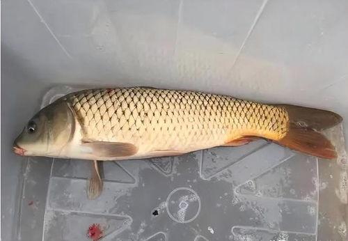 鲤鱼养殖爆料视频大全集,视频大全集深度解析  第2张